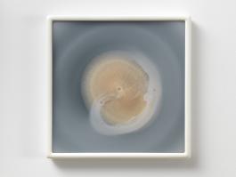 Dove Allouche, Penicillium chrysogenum MYC 30 CZ #4, 2015-2016 Photo : A. Morin Collection Cirva