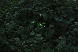 Sans titre n°10 de Silvana Reggiardo