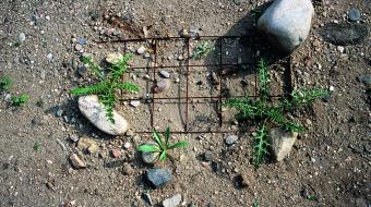 Lois Weinberger, Sans titre, 2007 Photographie, 50 x 70 cm Courtesy de l’artiste et de Salle Principale, Paris