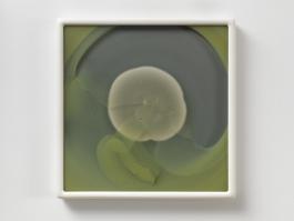 Dove Allouche, Penicillium chrysogenum MYC 30 MA #22, 2015-2016 Photo : A. Morin Collection Cirva