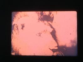 Virginie Yassef, "La Savane", 2017, La Criée – Rennes